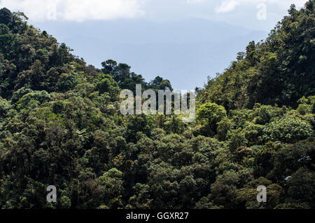 Carpish Cloud forest in huánuco Abteilung, Peru. Stockfoto