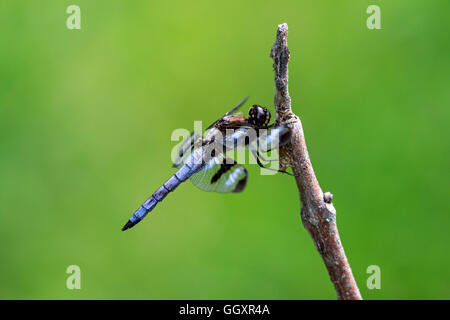 Zwölf entdeckt Skimmer (Libellula Pulchella) Stockfoto