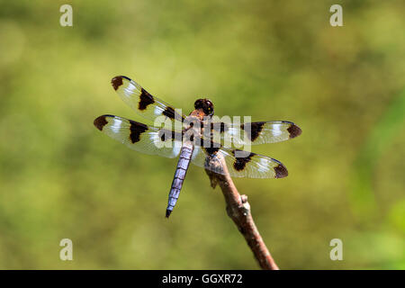 Zwölf entdeckt Skimmer (Libellula Pulchella) Stockfoto