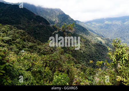 Carpish Cloud forest in huánuco Abteilung, Peru. Stockfoto