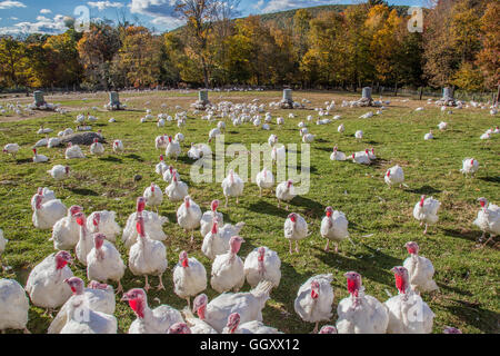 Eine Türkei-Farm in Massachusetts die ihre Freilandhaltung Puten auf natürliche Weise wirft Stockfoto