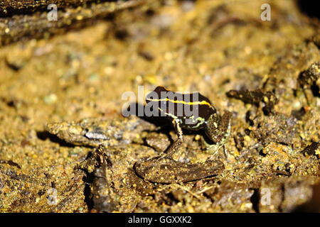 Gulfo Dulce Poison Dart Frog, Phyllobates Vittatus. Stockfoto