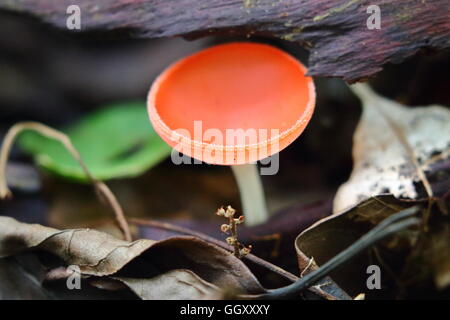 Cup-Pilz, Cookeina Sulcipes. Stockfoto