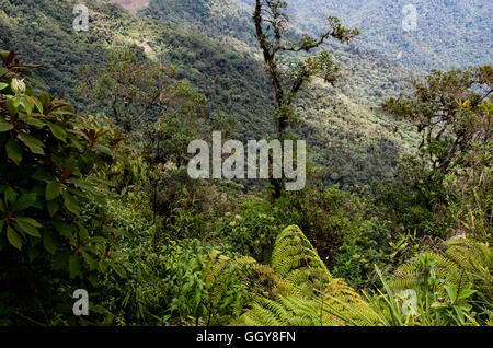 Carpish Nebelwald in Huanuco Abteilung, Peru. Stockfoto