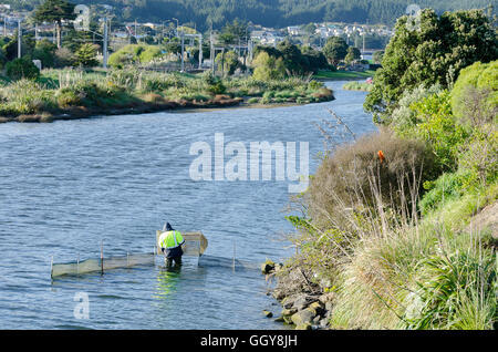 Whitebaiting in Porirua Stream, Porirua, Wellington, Nordinsel, Neuseeland Stockfoto