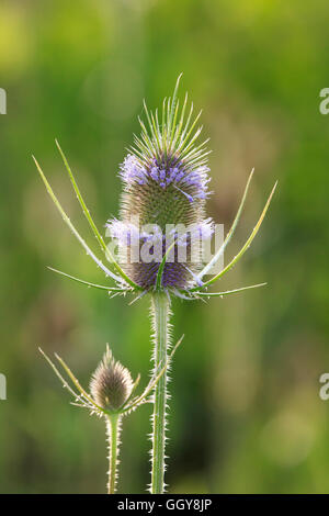 Gemeinsamen Karde (Dipsacus Fullonum) Blumen Stockfoto