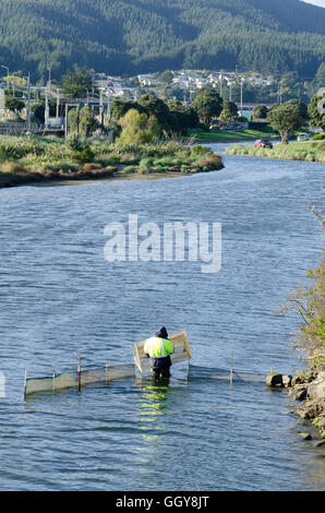 Whitebaiting in Porirua Stream, Porirua, Wellington, Nordinsel, Neuseeland Stockfoto