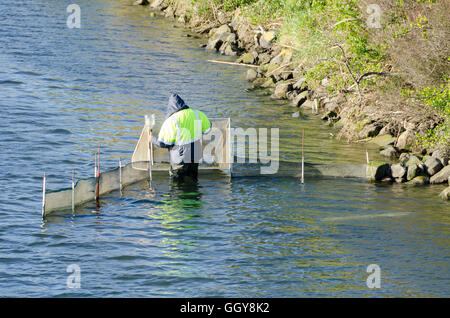 Whitebaiting in Porirua Stream, Porirua, Wellington, Nordinsel, Neuseeland Stockfoto