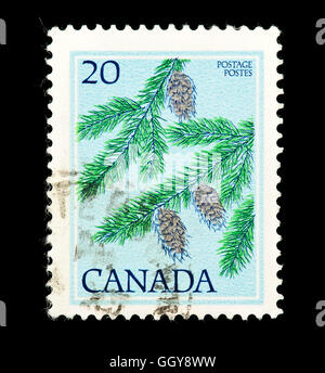 Briefmarke aus Kanada Darstellung Nadelbaum Zweige und Zapfen Stockfoto
