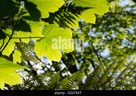 Hinterleuchtete Blätter im Wald neben Wanganui River, Whakahoro, in der Nähe von Raetihi, Waimarino, Nordinsel, Neuseeland Stockfoto