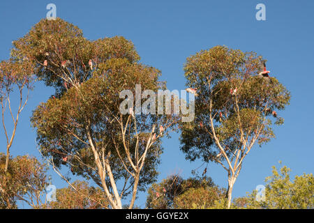 Rosakakadus fliegen in und aus einem Kaugummi Baum am späten Nachmittag. Stockfoto