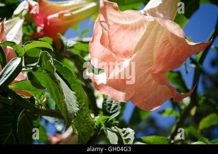 Rosa Angel Trumpet Blumen auf Pender Island, British Columbia, Kanada Stockfoto