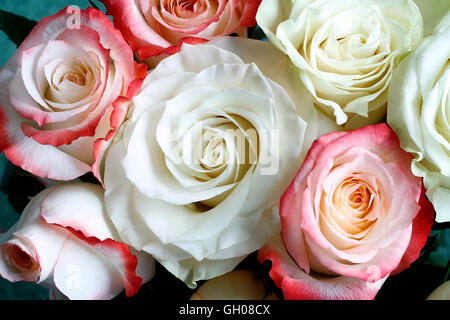 Ein Bouquet von schönen weißen und hellen rosa Rosen auf hellgrünem Hintergrund. Die Aussicht von oben. Stockfoto