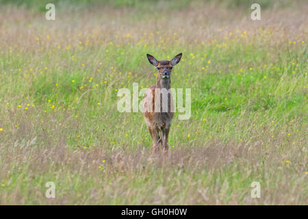 Red Deer Fawn Stockfoto