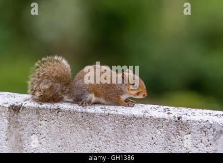 Baby Grauhörnchen auf einer weißen Wand mit einem natürlichen grünen Hintergrund. Stockfoto