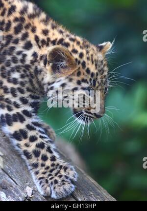 Brüssel, Belgien. 6. August 2016. Ein Amur Leopard Cub ist bei Bellewaerde Park in Ypern, Belgien, am 6. August 2016 sehen. Zwei Amur Leopard Cubs geboren hier im Mai hat vor kurzem ihre öffentlichen Debüts. Die Amur-Leopard ist aufgeführt als "stark bedroht" auf der International Union for Conservation of Nature Rote Liste. Es sind vermutlich rund 70 wild Amur Leoparden verlassen, vor allem im Fernen Osten Russlands, Nordost-China und dem nördlichen Teil der koreanischen Halbinsel. Bildnachweis: Xinhua/Alamy Live-Nachrichten Stockfoto