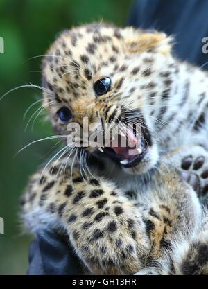 Brüssel, Belgien. 6. August 2016. Ein Amur Leopard Cub ist bei Bellewaerde Park in Ypern, Belgien, am 6. August 2016 sehen. Zwei Amur Leopard Cubs geboren hier im Mai hat vor kurzem ihre öffentlichen Debüts. Die Amur-Leopard ist aufgeführt als "stark bedroht" auf der International Union for Conservation of Nature Rote Liste. Es sind vermutlich rund 70 wild Amur Leoparden verlassen, vor allem im Fernen Osten Russlands, Nordost-China und dem nördlichen Teil der koreanischen Halbinsel. Bildnachweis: Xinhua/Alamy Live-Nachrichten Stockfoto