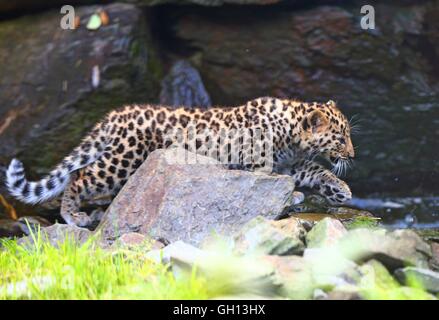 Brüssel, Belgien. 6. August 2016. Ein Amur Leopard Cub ist bei Bellewaerde Park in Ypern, Belgien, am 6. August 2016 sehen. Zwei Amur Leopard Cubs geboren hier im Mai hat vor kurzem ihre öffentlichen Debüts. Die Amur-Leopard ist aufgeführt als "stark bedroht" auf der International Union for Conservation of Nature Rote Liste. Es sind vermutlich rund 70 wild Amur Leoparden verlassen, vor allem im Fernen Osten Russlands, Nordost-China und dem nördlichen Teil der koreanischen Halbinsel. Bildnachweis: Xinhua/Alamy Live-Nachrichten Stockfoto