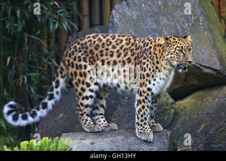 Brüssel, Belgien. 6. August 2016. Amur-Leopard ist in Bellewaerde Park in Ypern, Belgien, am 6. August 2016 gesehen. Zwei Amur Leopard Cubs geboren hier im Mai hat vor kurzem ihre öffentlichen Debüts. Die Amur-Leopard ist aufgeführt als "stark bedroht" auf der International Union for Conservation of Nature Rote Liste. Es sind vermutlich rund 70 wild Amur Leoparden verlassen, vor allem im Fernen Osten Russlands, Nordost-China und dem nördlichen Teil der koreanischen Halbinsel. Bildnachweis: Xinhua/Alamy Live-Nachrichten Stockfoto