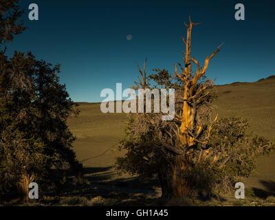 14. Juni 2014 - White Mountains, Kalifornien, US - Moonsets wie die Sonne erhebt sich über der Bristlecone Pine Forest. The Ancient Bristlecone Pine Forest ist Heimat der ältesten Bäume der Welt, Bristlecone Pines. Ökologisch, sind die weißen Berge wie die anderen Bereiche in der Basin und Range Provinz; Sie sind trocken, aber die oberen Hänge von 9.200 auf 11.500 ft halten offene subalpine Wäldern des Great Basin Bristlecone Kiefer. Bristlecone Kiefer ist eine der drei Arten von Kiefern (Familie Tannenbäumen, Gattung Pinus, Unterabschnitt Balfourianae). Alle drei Arten sind langlebig und sehr widerstandsfähig gegenüber hars Stockfoto