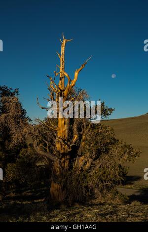 14. Juni 2014 - White Mountains, Kalifornien, US - Moonsets wie die Sonne erhebt sich über der Bristlecone Pine Forest. The Ancient Bristlecone Pine Forest ist Heimat der ältesten Bäume der Welt, Bristlecone Pines. Ökologisch, sind die weißen Berge wie die anderen Bereiche in der Basin und Range Provinz; Sie sind trocken, aber die oberen Hänge von 9.200 auf 11.500 ft halten offene subalpine Wäldern des Great Basin Bristlecone Kiefer. Bristlecone Kiefer ist eine der drei Arten von Kiefern (Familie Tannenbäumen, Gattung Pinus, Unterabschnitt Balfourianae). Alle drei Arten sind langlebig und sehr widerstandsfähig gegenüber hars Stockfoto