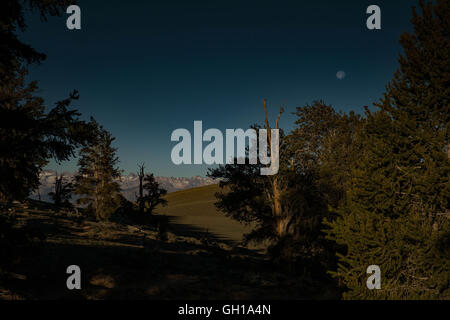 14. Juni 2014 - White Mountains, Kalifornien, US - Moonsets wie die Sonne erhebt sich über der Bristlecone Pine Forest. The Ancient Bristlecone Pine Forest ist Heimat der ältesten Bäume der Welt, Bristlecone Pines. Ökologisch, sind die weißen Berge wie die anderen Bereiche in der Basin und Range Provinz; Sie sind trocken, aber die oberen Hänge von 9.200 auf 11.500 ft halten offene subalpine Wäldern des Great Basin Bristlecone Kiefer. Bristlecone Kiefer ist eine der drei Arten von Kiefern (Familie Tannenbäumen, Gattung Pinus, Unterabschnitt Balfourianae). Alle drei Arten sind langlebig und sehr widerstandsfähig gegenüber hars Stockfoto