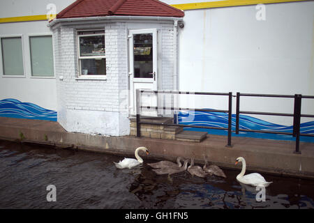 Clydebank, Glasgow, Schottland, UK 8. August 2016 auch die Tier-und Pflanzenwelt Essen bei den Chippy am McMonagles der weltweit ungewöhnlichsten Fisch ' n ' Chip-Shop ist das Schiff "Debra Rose". Die Schwäne bevorzugen das Segel durch Auftragsfenster, während die Möwen eine Tabelle nehmen. Die Räumlichkeiten des ersten Segels durch Fisch und Chips Restaurant Service-Fenster ein Segel vergangen und jetzt bekommt ein neues Gesicht, wie es seinen Erfolg weiter. Ungewöhnlicher Anblick eines großen speziell angefertigten Schiffs, das ein Restaurantbesucher Überraschungen ist, wie Sie Clydebank auf den Forth und Clyde Kanal Weg und Zyklus RV7 NCN eingeben. Bildnachweis: Gerard Fähre/Alamy Live News Stockfoto