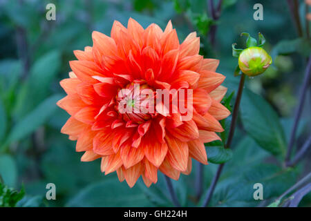 Dahlie Miss Eileen im Garten Grenze Stockfoto