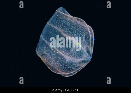 Braun Comb Jelly (Beroe Ovata) Schwarzmeer Stockfoto