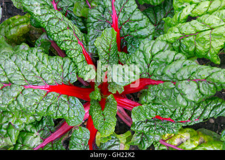 Rhabarber Mangold Beta Vulgaris grüne Blattgemüse oft in der mediterranen Küche verwendet Stockfoto