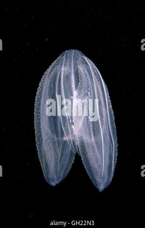Meerwalnuss, amerikanische Comb Jelly, warzigen Kamm Gelee oder Leidy Comb Jelly (Mnemiopsis Leidyi) Schwarzmeer Stockfoto