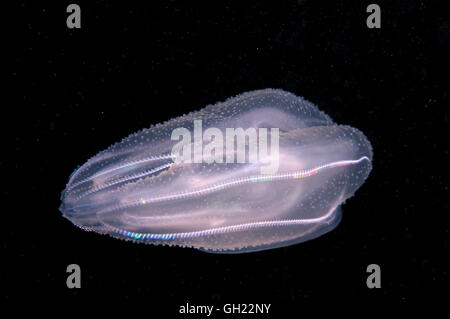 Meerwalnuss, amerikanische Comb Jelly, warzigen Kamm Gelee oder Leidy Comb Jelly (Mnemiopsis Leidyi) Schwarzmeer Stockfoto