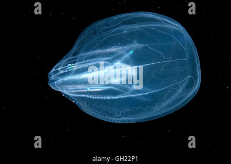 Meerwalnuss, amerikanische Comb Jelly, warzigen Kamm Gelee oder Leidy Comb Jelly (Mnemiopsis Leidyi) Schwarzmeer Stockfoto