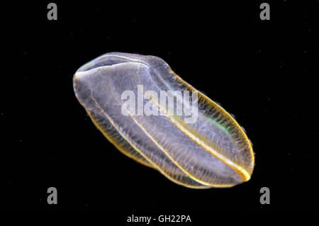 Braun Comb Jelly (Beroe Ovata) Schwarzmeer Stockfoto