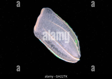 Braun Comb Jelly (Beroe Ovata) Schwarzmeer Stockfoto