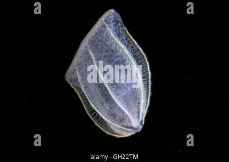 Braun Comb Jelly (Beroe Ovata) Schwarzmeer Stockfoto