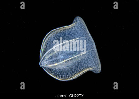 Braun Comb Jelly (Beroe Ovata) Schwarzmeer Stockfoto