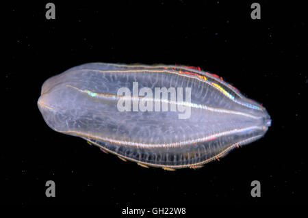 Braun Comb Jelly (Beroe Ovata) Schwarzmeer Stockfoto