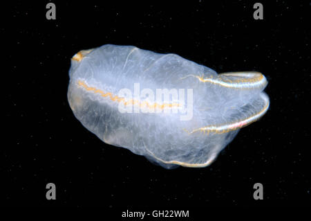 Braun Comb Jelly (Beroe Ovata) Schwarzmeer Stockfoto