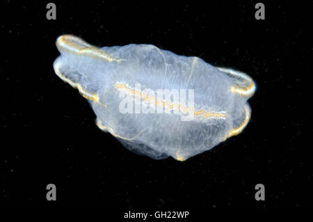 Braun Comb Jelly (Beroe Ovata) Schwarzmeer Stockfoto