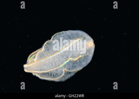 Braun Comb Jelly (Beroe Ovata) Schwarzmeer Stockfoto