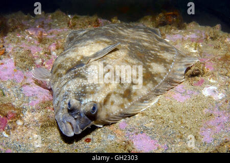 Rotzunge (Microstomus Kitt) Barentssee, russische Arktis Stockfoto