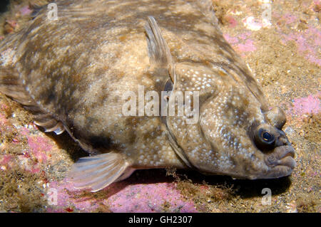 Porträt einer Rotzunge (Microstomus Kitt) Barentssee, russische Arktis Stockfoto