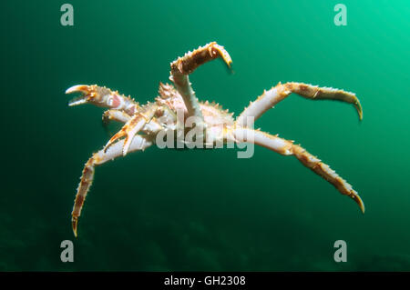 Rote Königskrabbe, Kamtschatka-Krabbe oder Alaska King Crab (Paralithodes cantschaticus) in der Wassersäule, Barents-See schwimmen Stockfoto