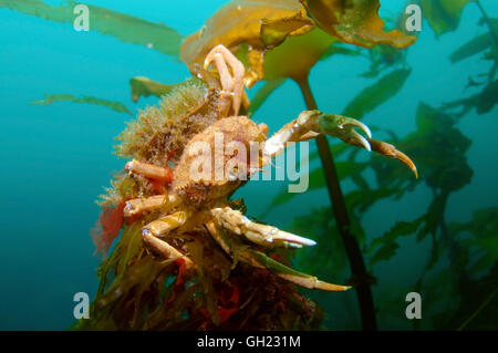 Große Seespinne oder Atlantik Leier Krabbe (mutet Araneus) sitzen am Meer Rod (Laminaria Hyperborea), Barentssee, russische Arktis Stockfoto