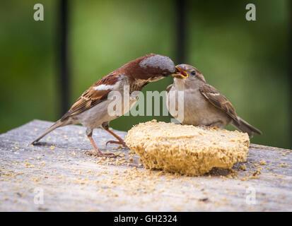 Männlicher Haussperling Fütterung ein Küken auf ein Vogelhaus. Stockfoto