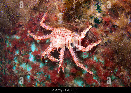 Rote Königskrabbe, Kamtschatka-Krabbe oder russischen arktischen Barentssee Alaska King Crab (Paralithodes cantschaticus) Stockfoto