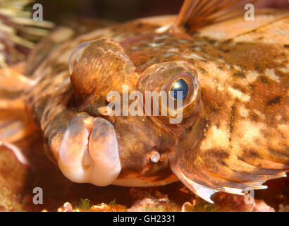 Porträt einer Rotzunge (Microstomus Kitt) Barentssee, russische Arktis Stockfoto