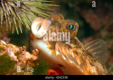 Porträt einer Rotzunge (Microstomus Kitt) Barentssee, russische Arktis Stockfoto