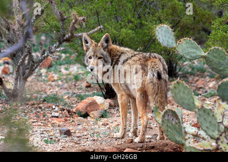 Kojote (Canis Latrans), Arizona, USA Stockfoto